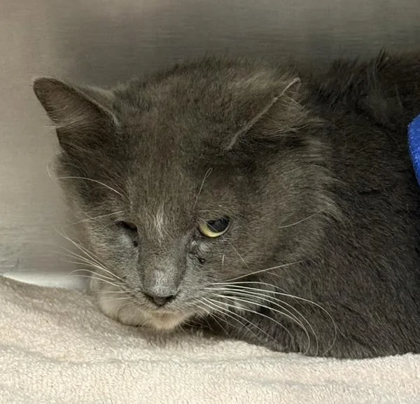 An adult small-sized female Domestic Long Hair cat named Gecko for adoption in Salisbury, MD