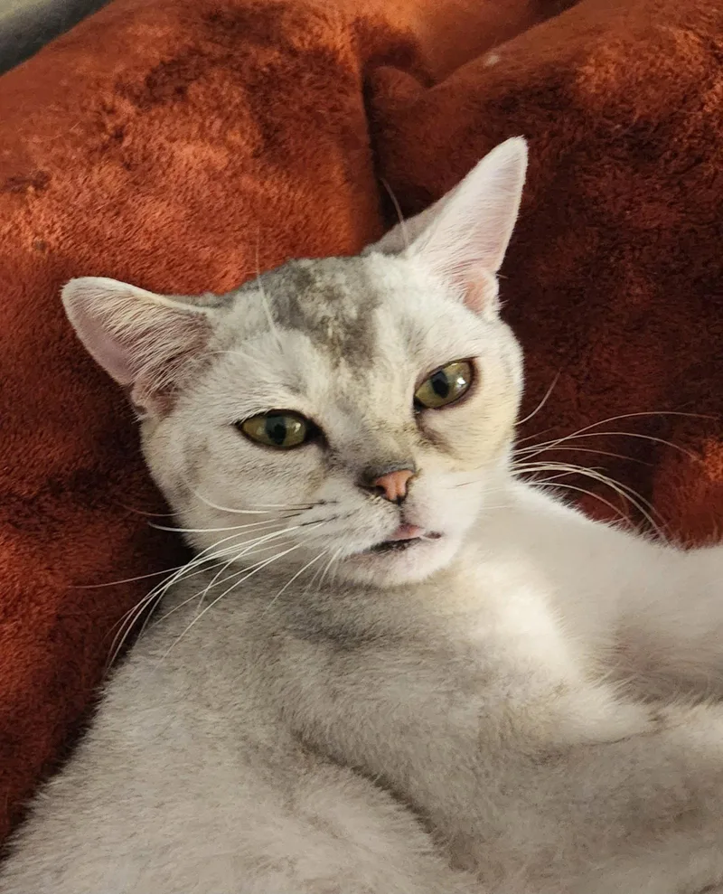 A young medium-sized female American Shorthair cat named Squishy for adoption in Phoenix, AZ
