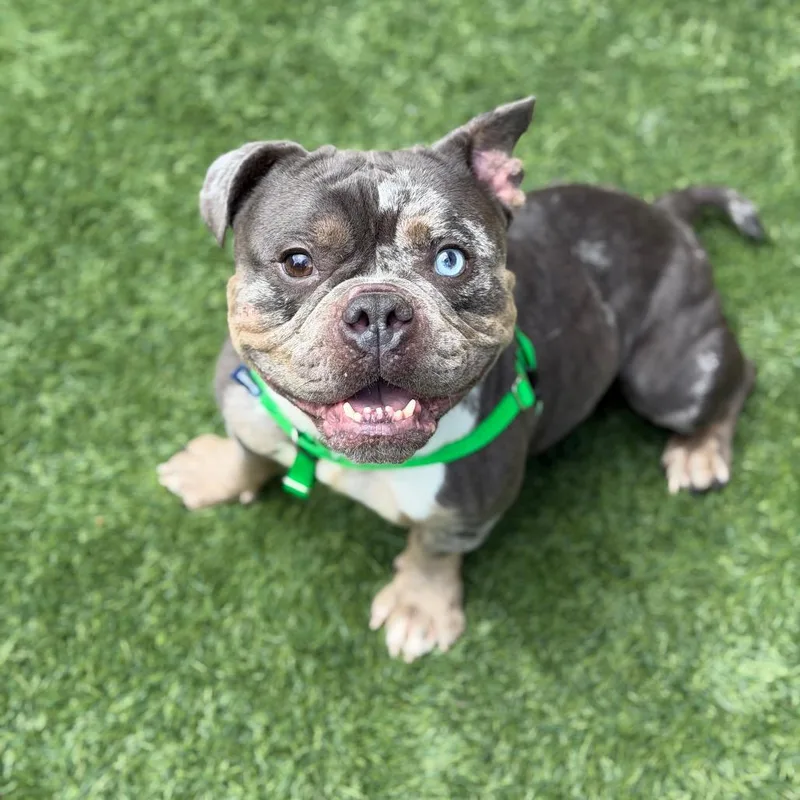An adult medium-sized female Brown / Chocolate English Bulldog dog named Lola for adoption in Naperville, IL