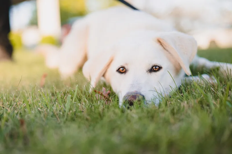 An adult large-sized female Labrador Retriever dog named Snowy Transport for adoption in Gradyville, KY