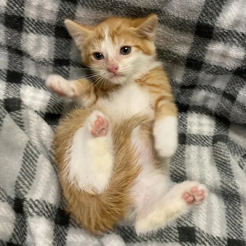 A baby small-sized female Orange / Red Domestic Short Hair cat named Paloma for adoption in Los Angeles, CA