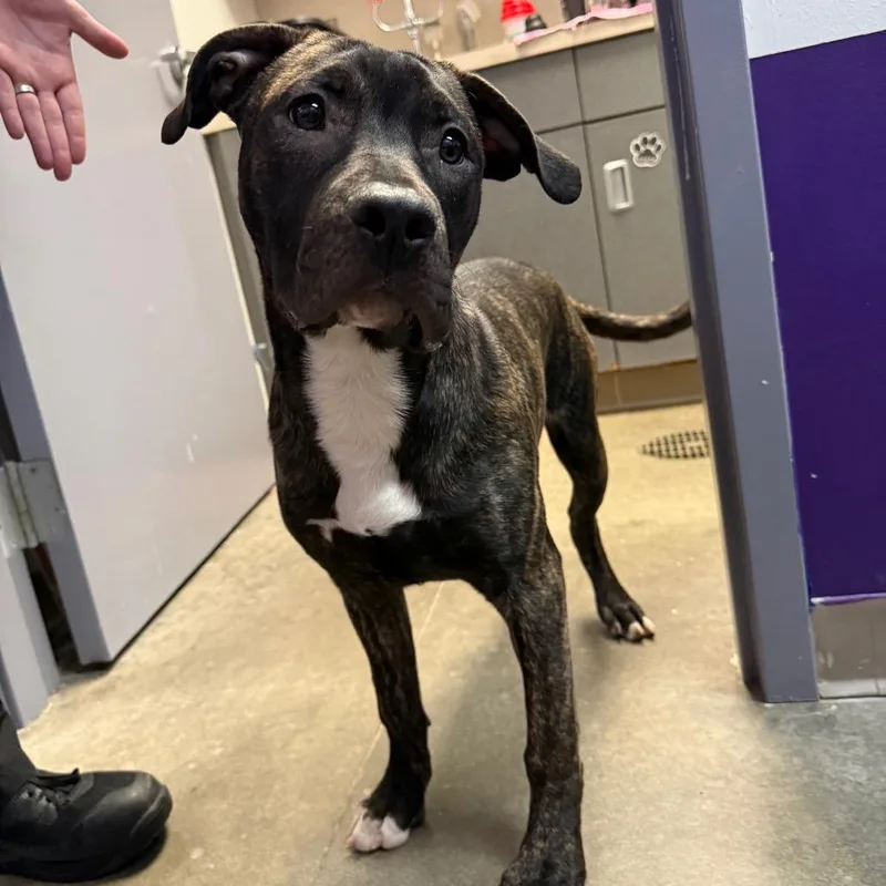 Prince Pickles thumbnail 2