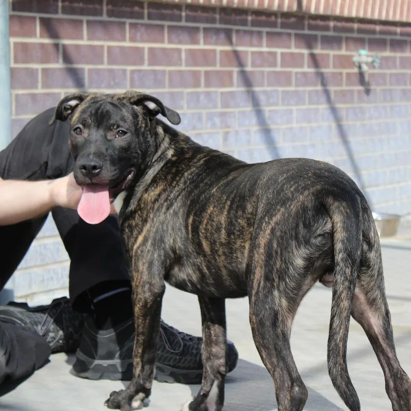 Prince Pickles thumbnail 3