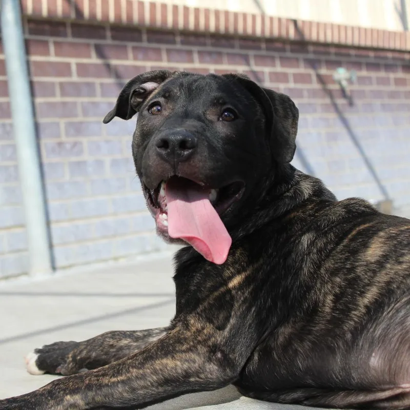 Prince Pickles thumbnail 4