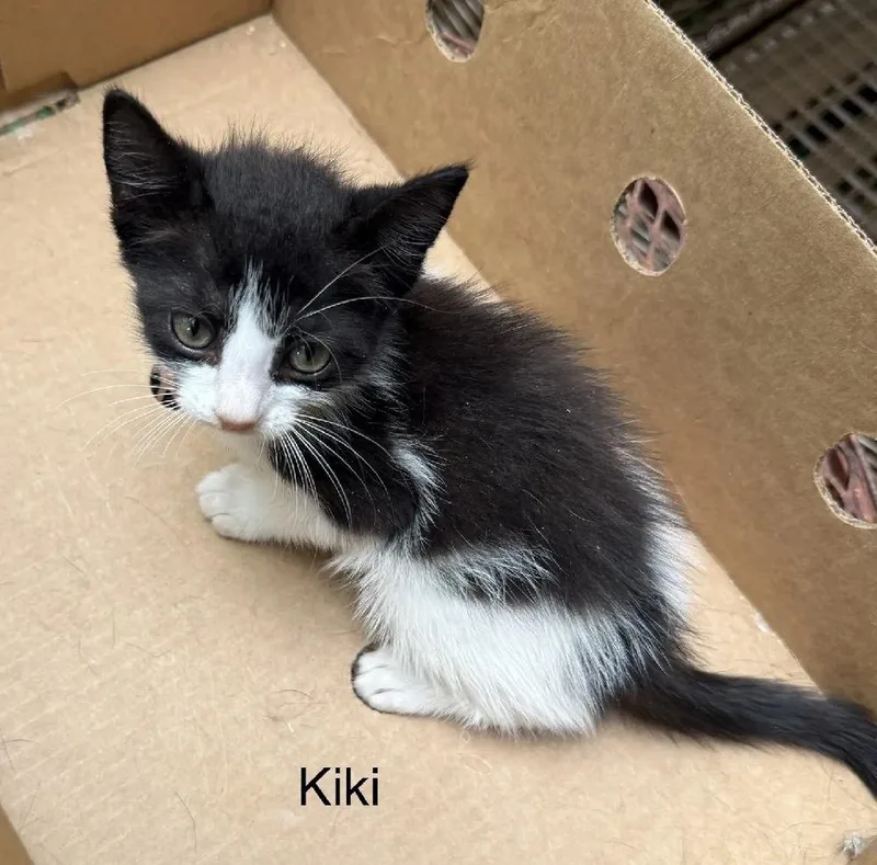 A baby small-sized female Black & White / Tuxedo Domestic Short Hair cat named Kiki for adoption in Safety Harbor, FL