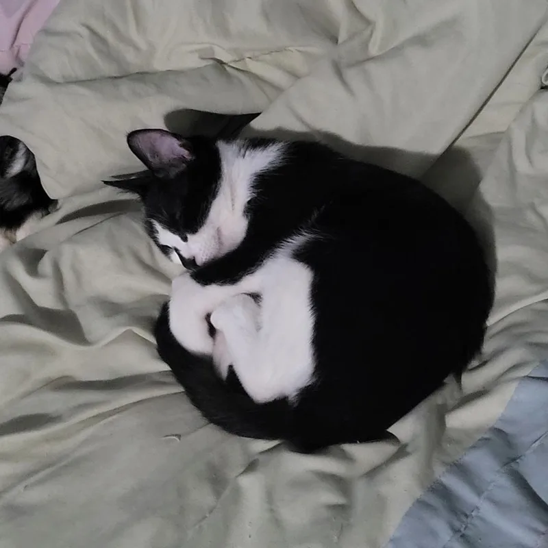 Inkie  Courtesy Listing thumbnail 2