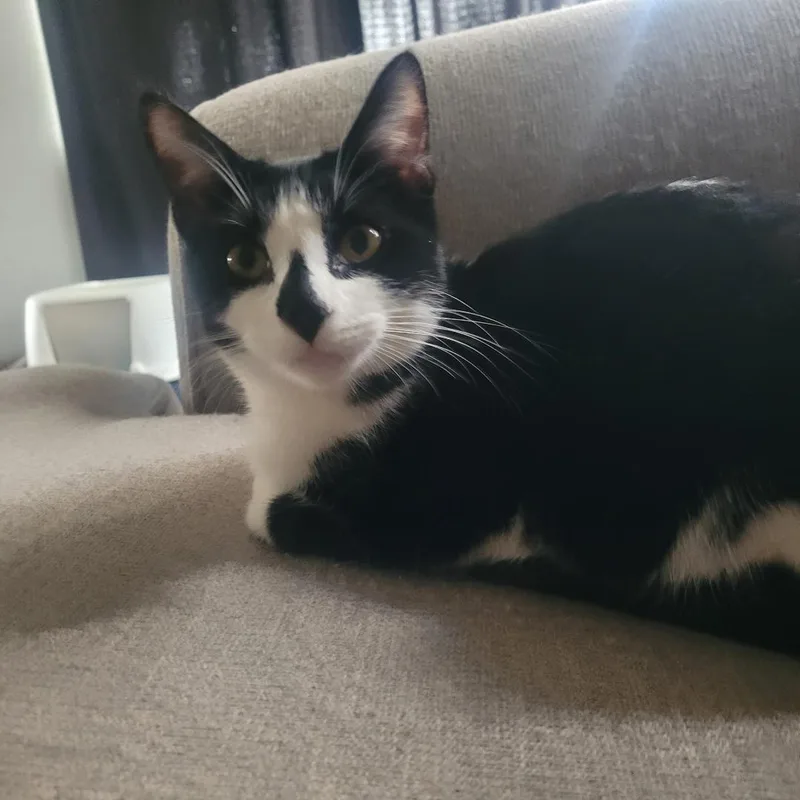 Inkie  Courtesy Listing