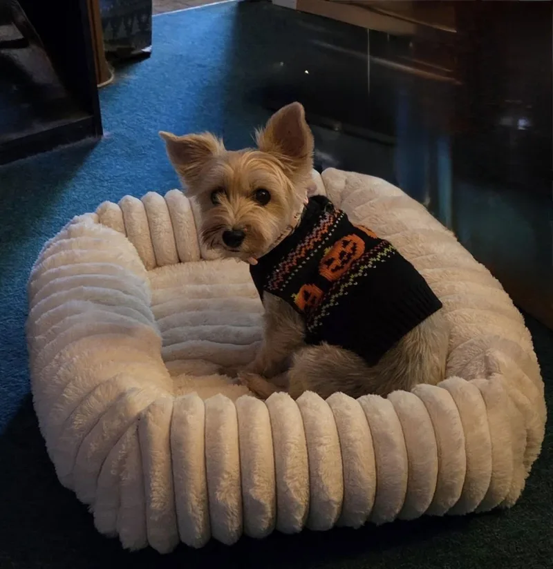 An adult small-sized female Maltese dog named Miss Beulah Bella for adoption in Tonawanda, NY