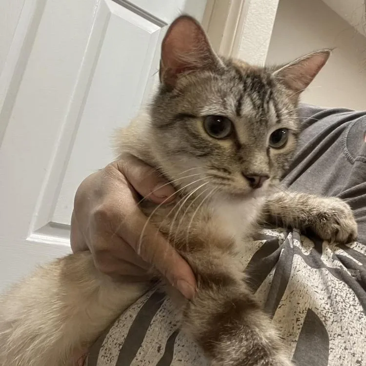 A young small-sized female Siamese cat named Coco for adoption in Henderson, NV