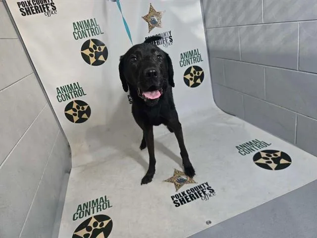 An adult medium-sized female Labrador Retriever dog named Clover for adoption in Winter Haven, FL