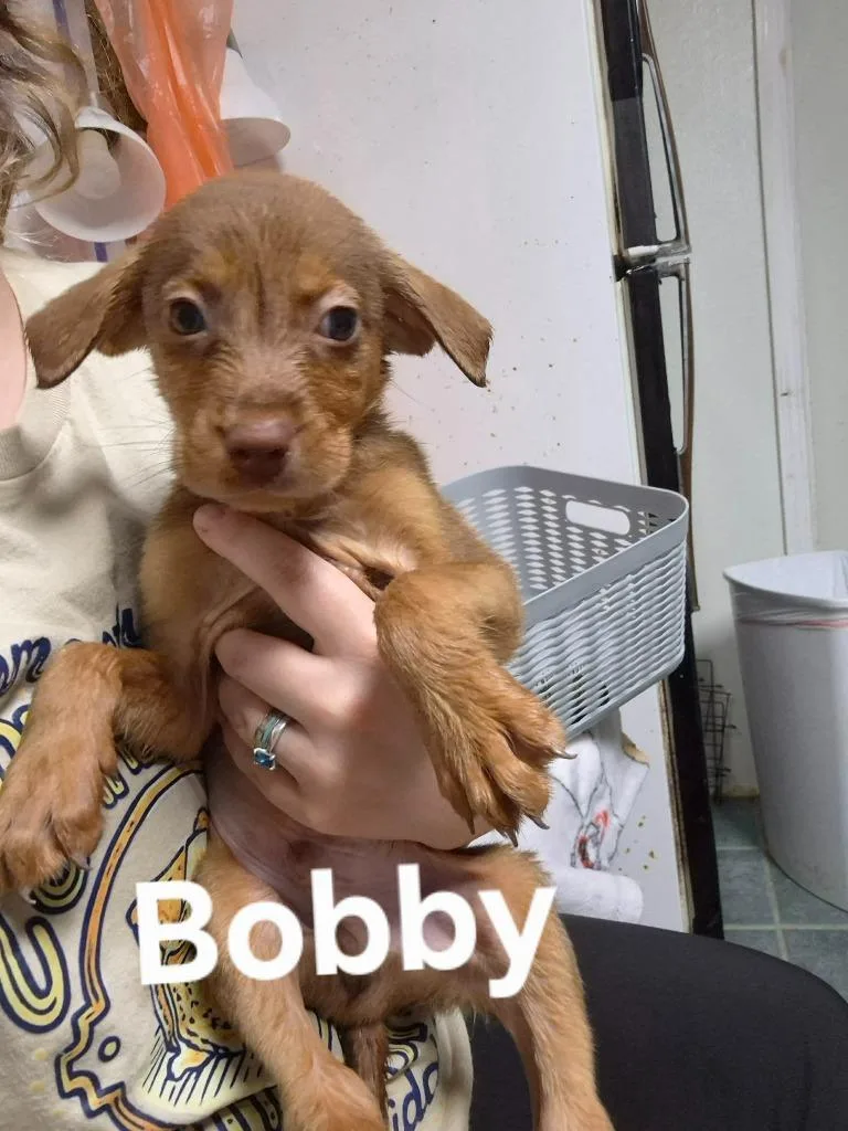 A baby medium-sized male Golden Retriever dog named Bobby for adoption in Center, TX