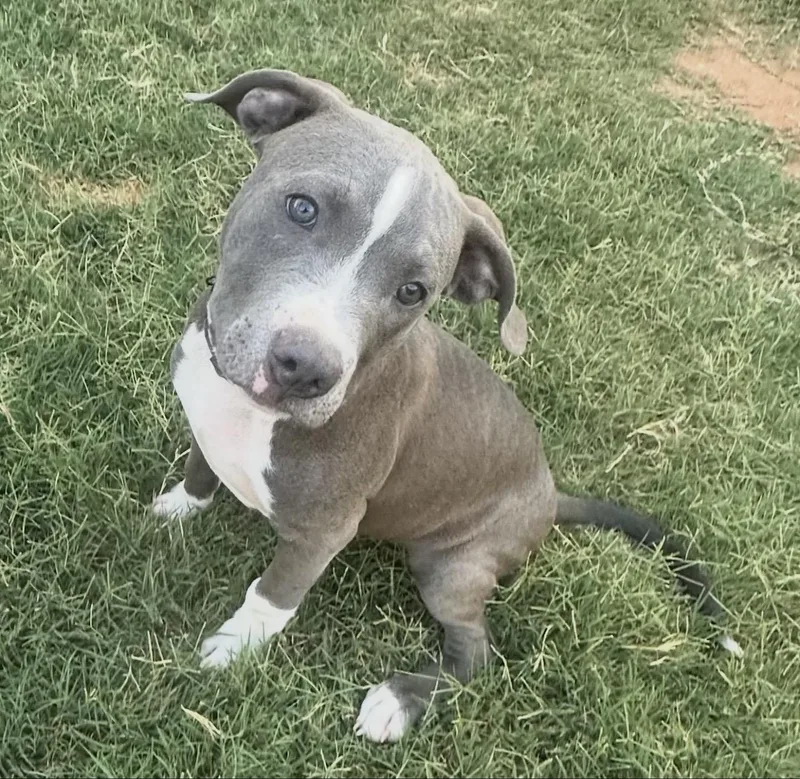 A baby large-sized male Gray / Blue / Silver Pit Bull Terrier dog named Birch for adoption in Pelham, NH