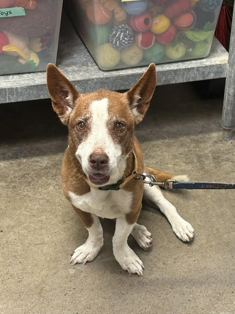 Cheyenne thumbnail 2