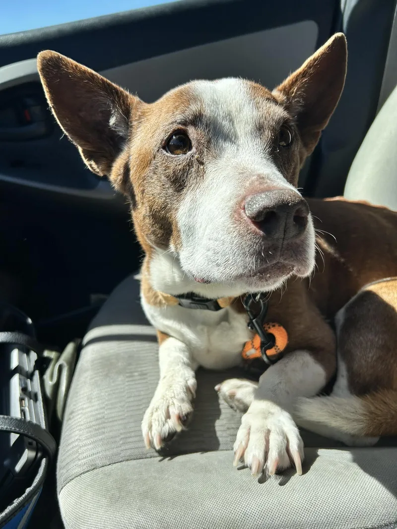 Cheyenne thumbnail 3