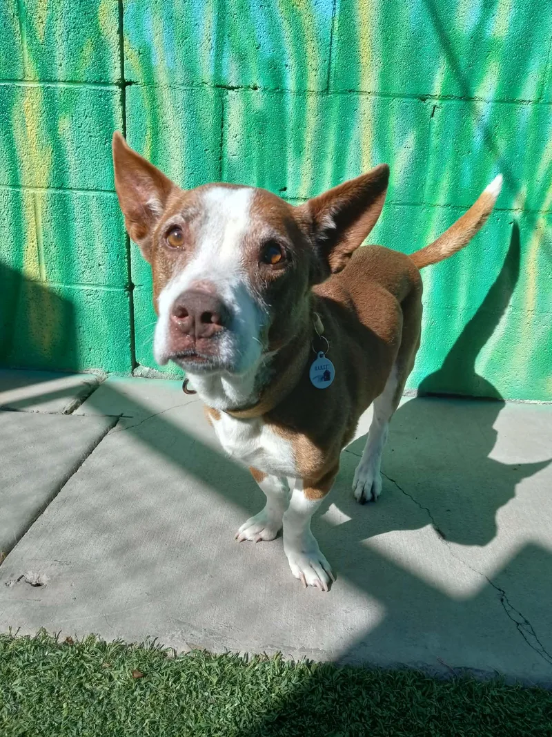 Cheyenne thumbnail 4