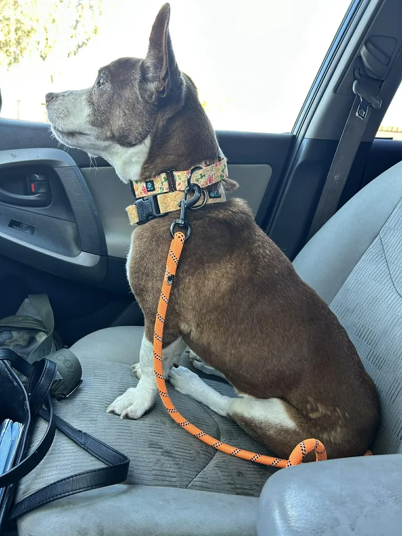 Cheyenne thumbnail 5