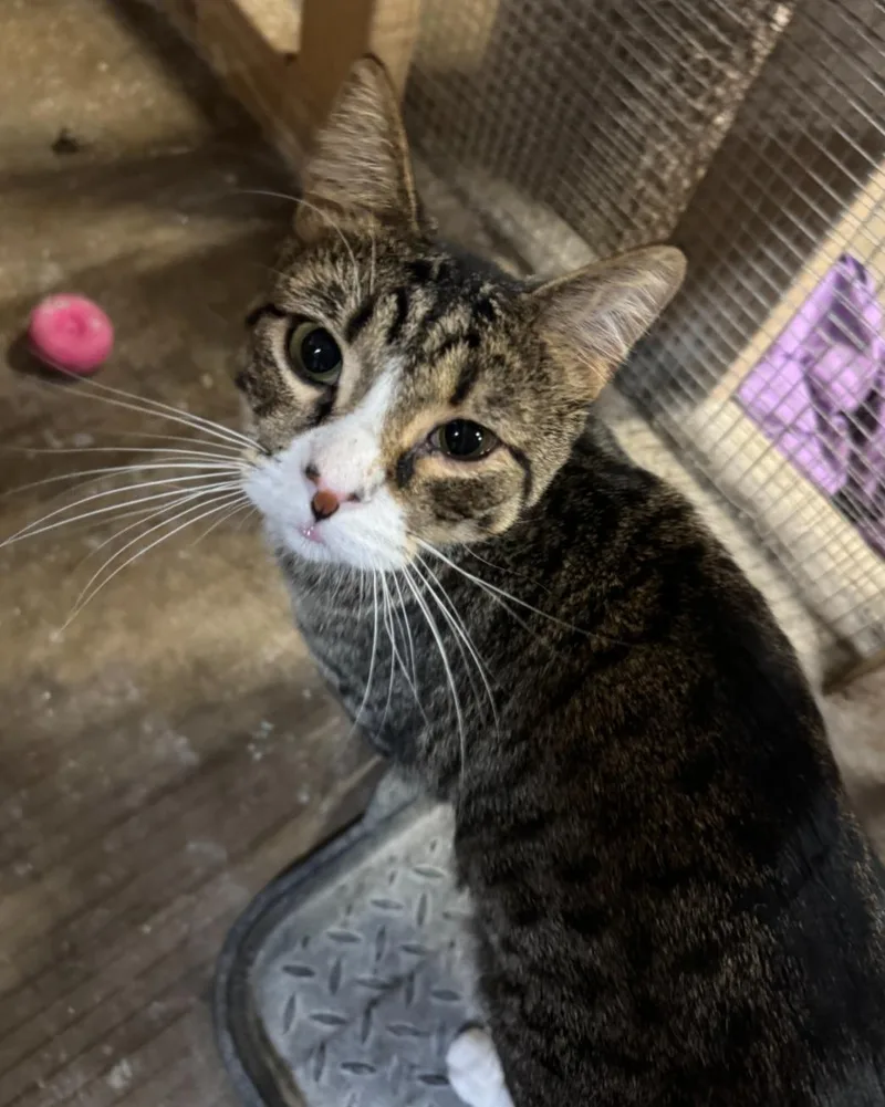 An adult medium-sized male Domestic Short Hair cat named Martin for adoption in Centerville, GA