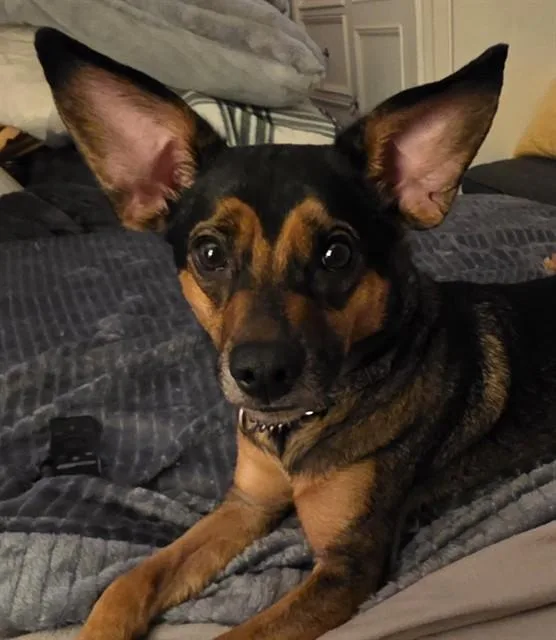 A young medium-sized female Chihuahua dog named Millie for adoption in Oklahoma City, OK