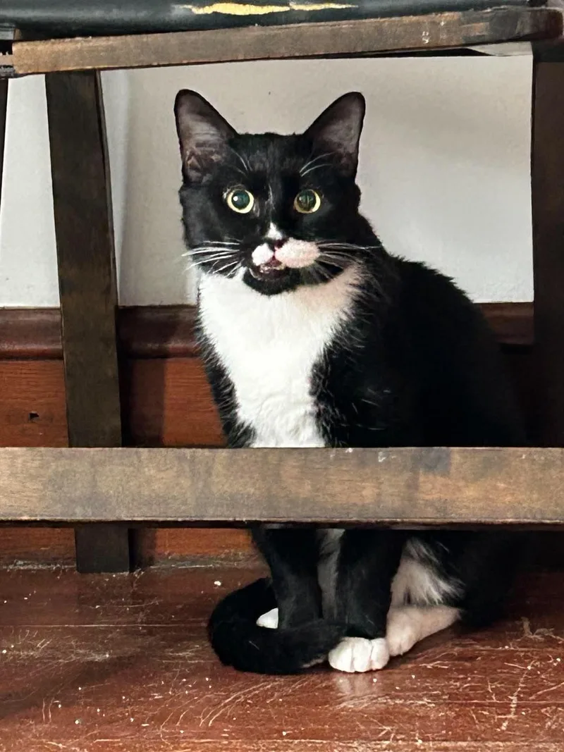 An adult medium-sized male Black & White / Tuxedo Domestic Short Hair cat named Mr. Bond for adoption in Roslindale, MA