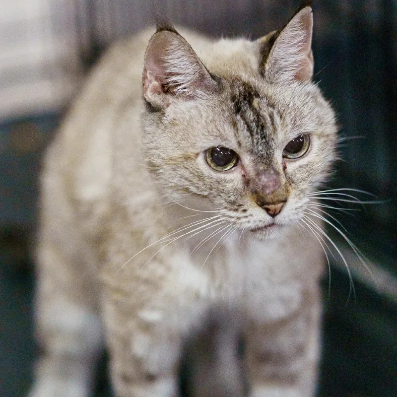 A senior medium-sized female Cream / Ivory Siamese cat named Macy for adoption in Austin, TX
