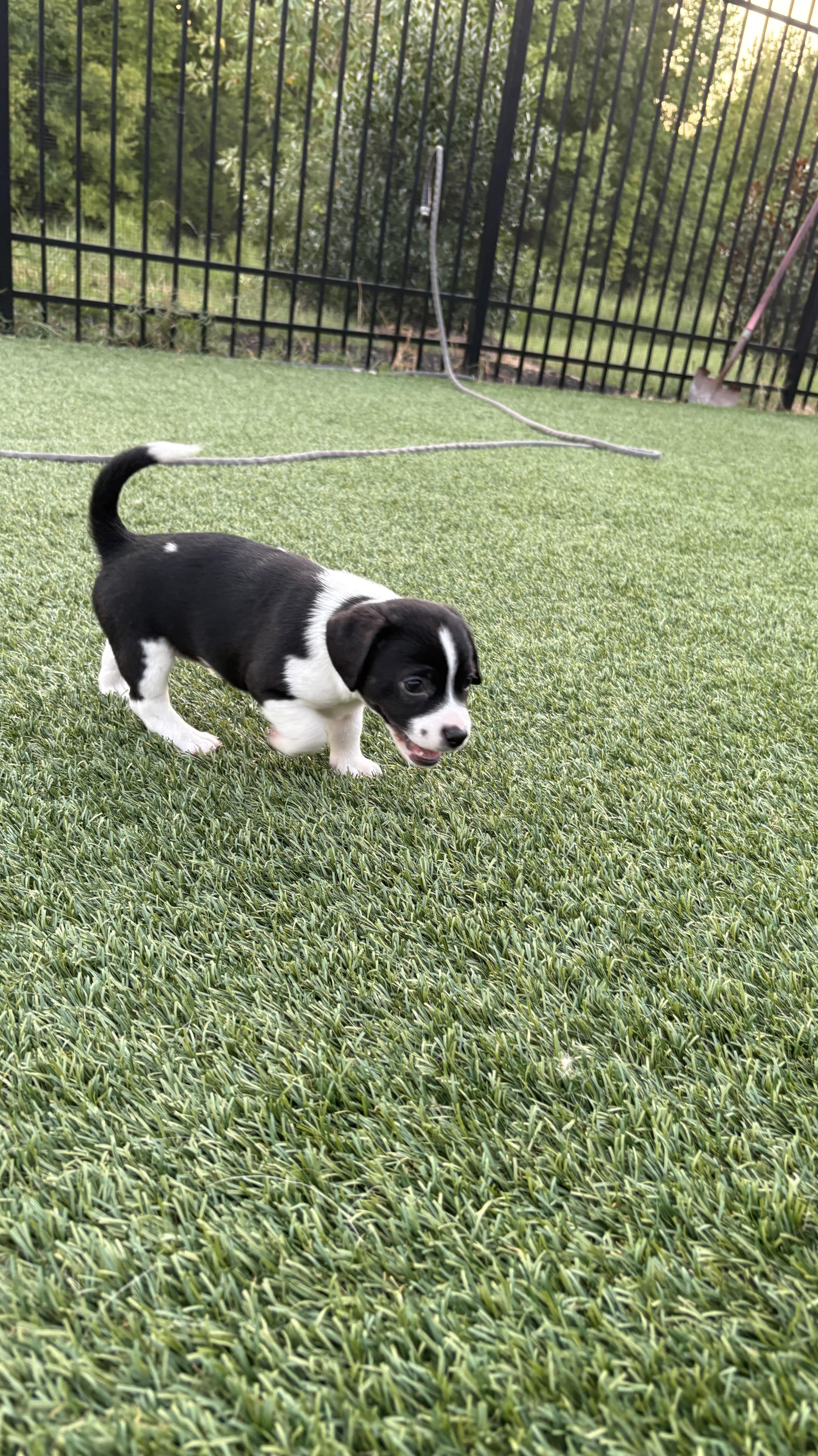 A baby medium-sized male Dachshund dog named Charlie for adoption in Cordova, TN