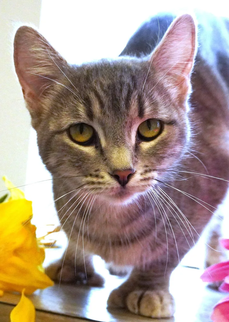 A young medium-sized female Tabby (Gray / Blue / Silver) Domestic Short Hair cat named Knuckles for adoption in Grants Pass, OR