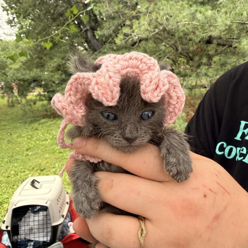 A baby small-sized male Gray / Blue / Silver Domestic Medium Hair cat named Scoop for adoption in Delaware, OH