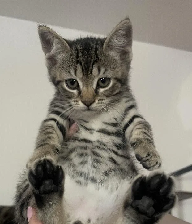 A baby medium-sized male Tabby (Brown / Chocolate) Domestic Short Hair cat named Moose And Goose for adoption in Long Beach, NY