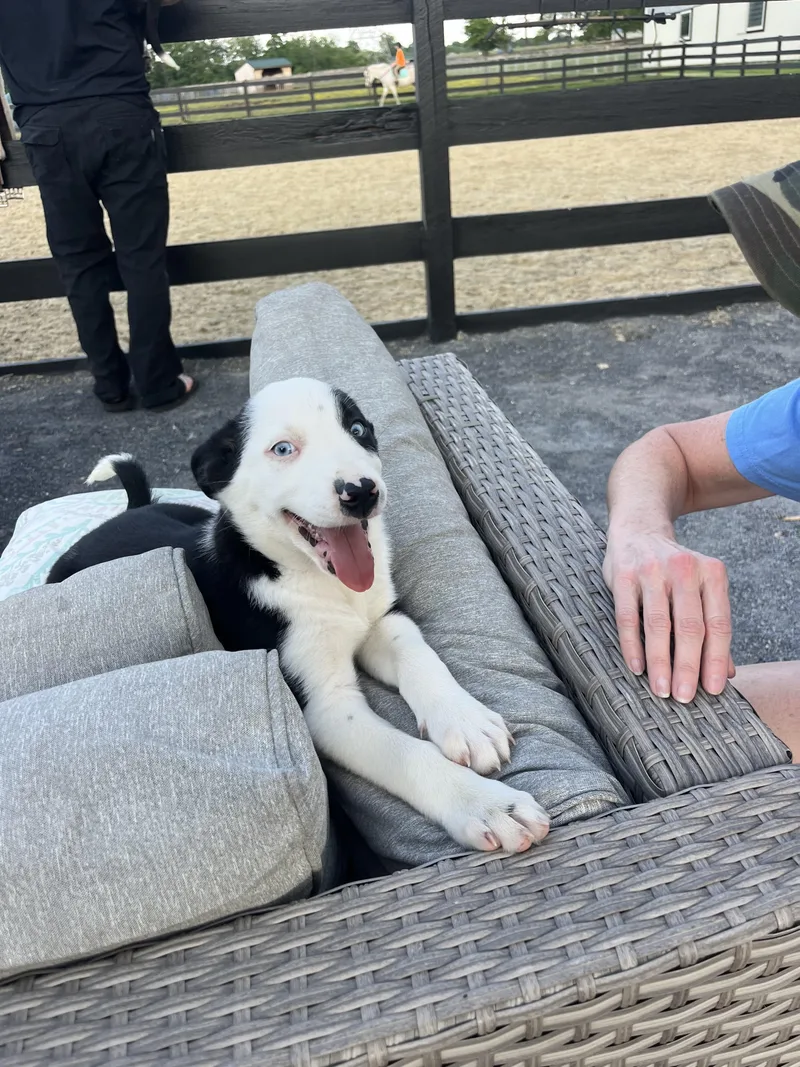 A baby small-sized male Border Collie dog named Hippie for adoption in Havertown, PA