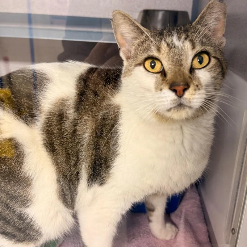 An adult large-sized male Brown / Chocolate Domestic Short Hair cat named Buck for adoption in Evansville, IN