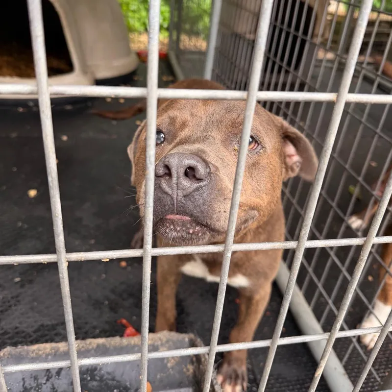 A young large-sized male Brindle Pit Bull Terrier dog named Harry for adoption in Evensville, TN