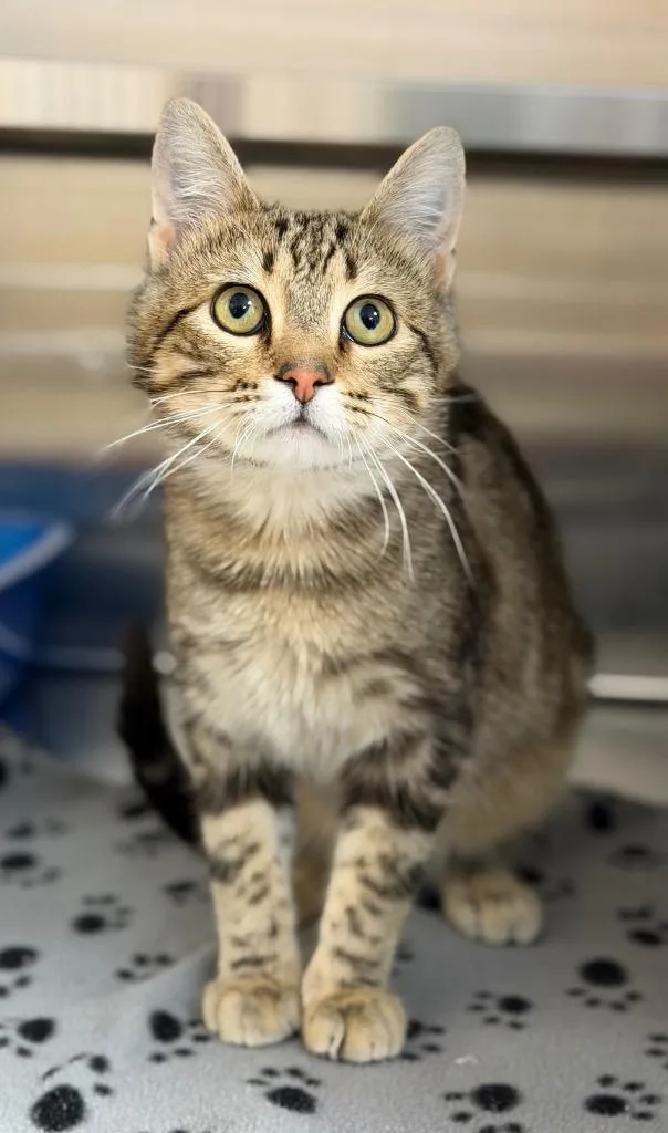 A young medium-sized male Tabby (Brown / Chocolate) Domestic Short Hair cat named Baby Boo for adoption in Columbus, NE