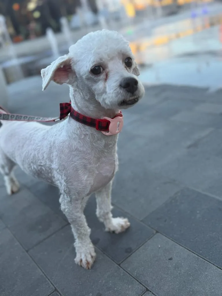 An adult small-sized male Standard Poodle dog named Teewinot for adoption in Salt Lake City, UT