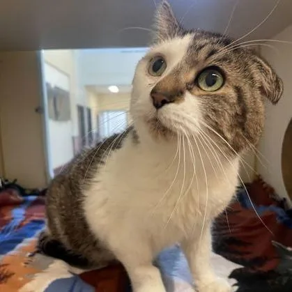 A senior medium-sized male Tabby (Brown / Chocolate) Domestic Short Hair cat named Bilbo for adoption in Rochester, MN