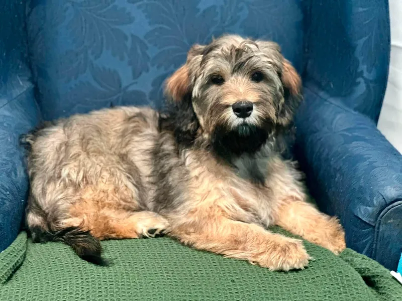 A young medium-sized female Wheaten Terrier dog named Pebbles for adoption in Walker, LA