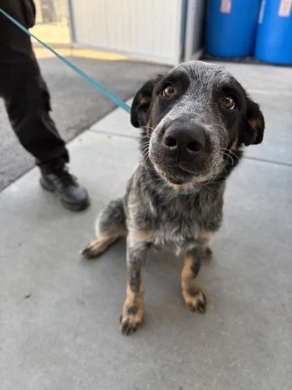 A baby medium-sized male Cattle Dog dog named Percy for adoption in Fresno, CA