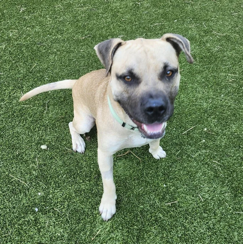 An adult medium-sized male Yellow / Tan / Blond / Fawn American Staffordshire Terrier dog named Sultan for adoption in Houston, TX