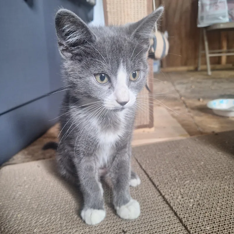 Nova
