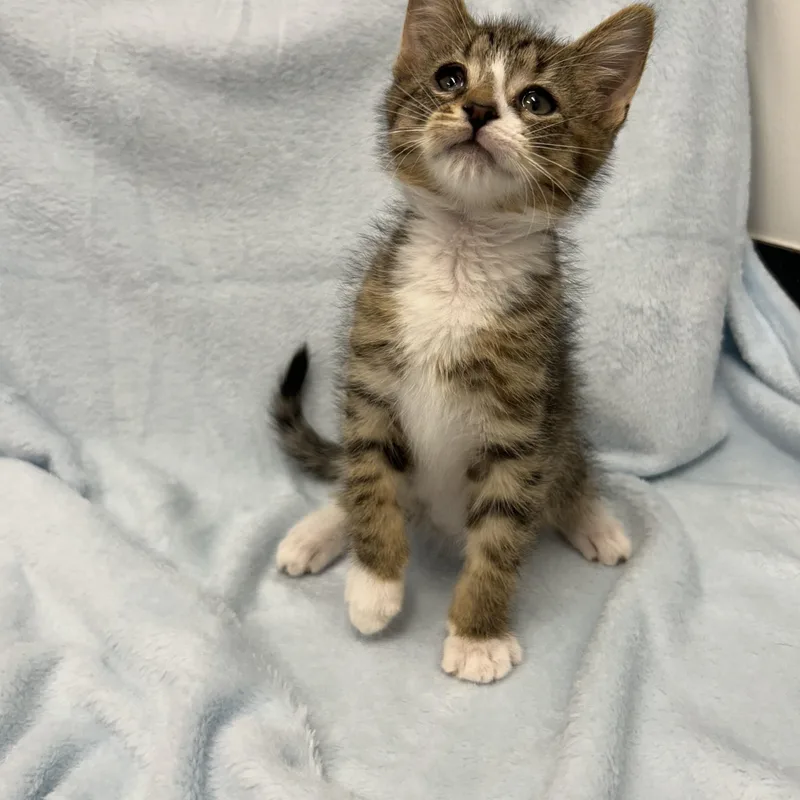 A baby medium-sized male Tabby (Brown / Chocolate) Domestic Short Hair cat named Crouton for adoption in Greensboro, NC
