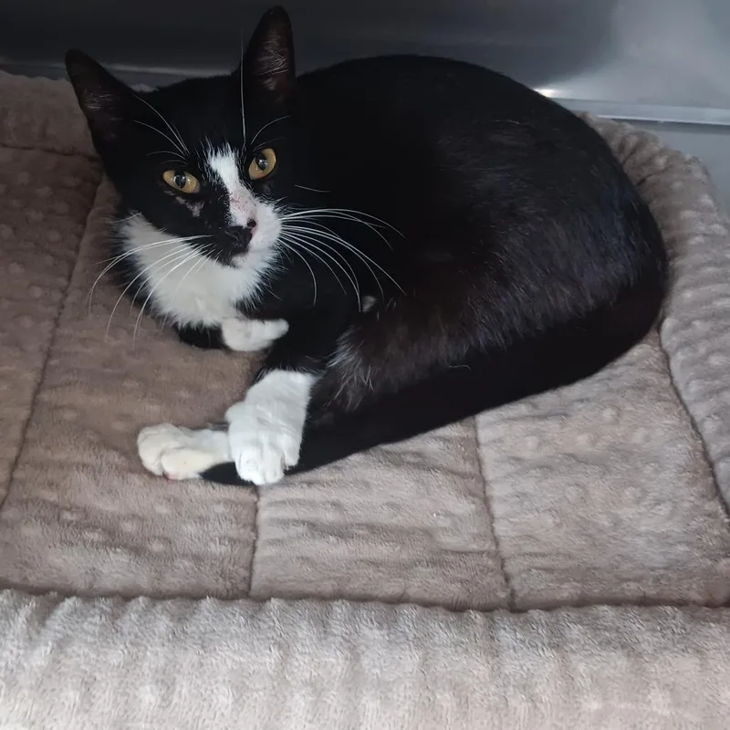 A young medium-sized female Black Domestic Short Hair cat named Avery for adoption in Jupiter, FL