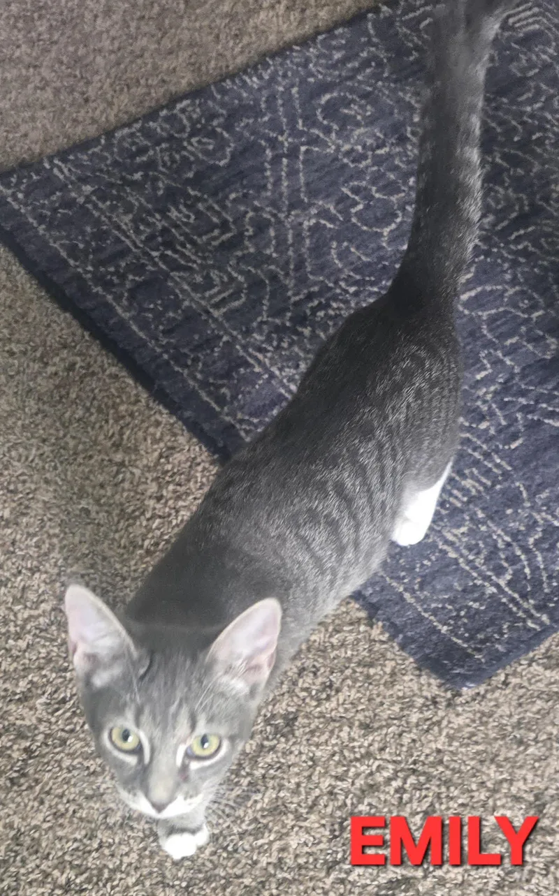 A baby small-sized female Domestic Short Hair cat named Emily Serene for adoption in Buhl, ID