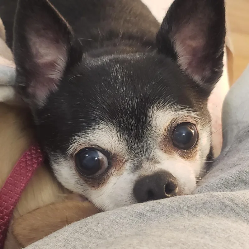 Samuel thumbnail 3
