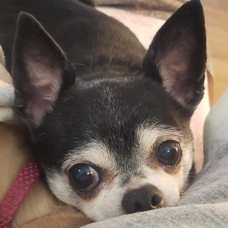 Samuel thumbnail 4