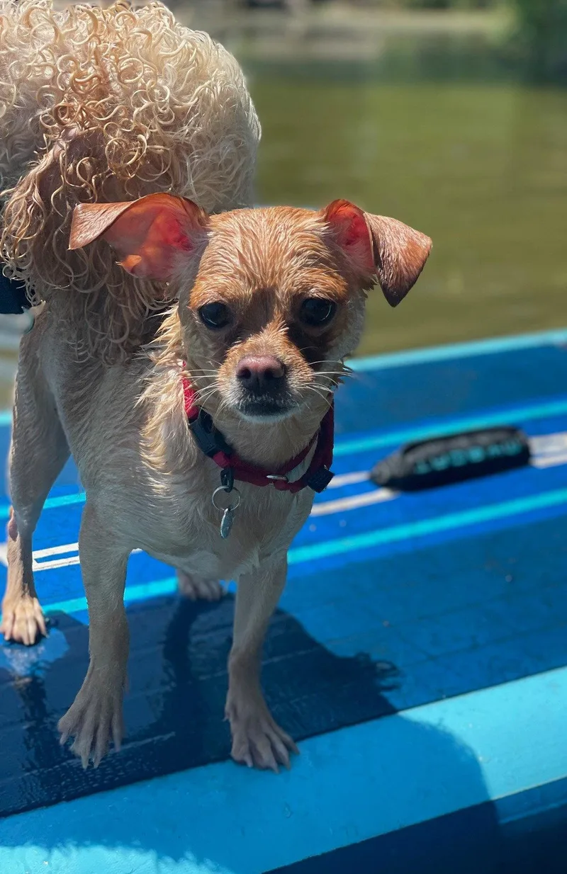 A baby small-sized female Chihuahua dog named Chata for adoption in Island Lake, IL