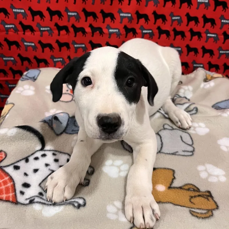 A baby medium-sized female Pit Bull Terrier dog named Bobbie Brooks for adoption in Washburn, MO