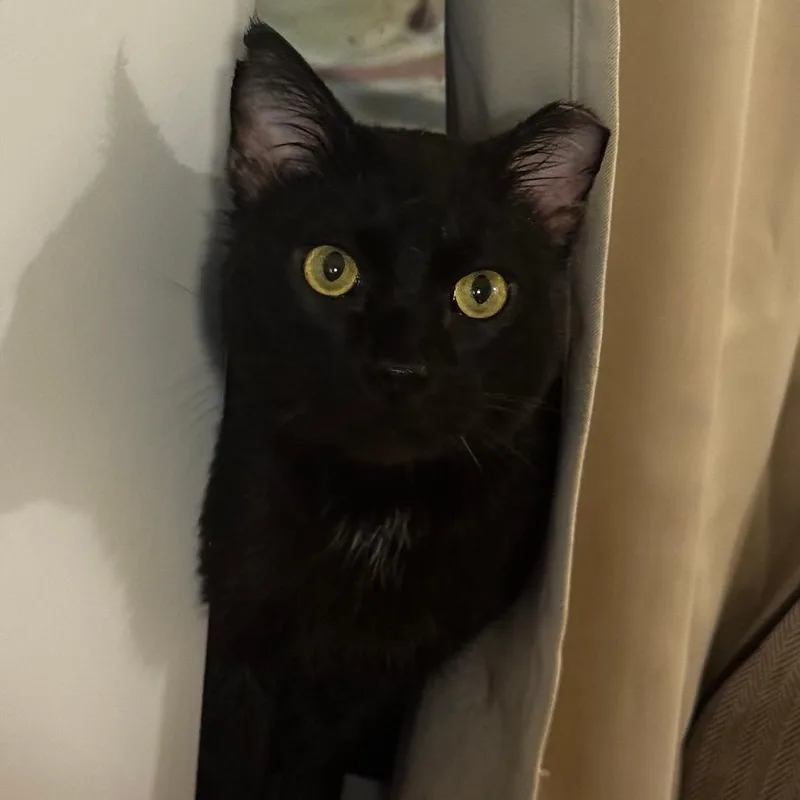 An adult medium-sized male Black Domestic Short Hair cat named Rogue for adoption in Evanston, IL