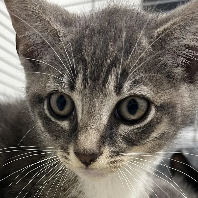 A baby small-sized female Gray / Blue / Silver Domestic Short Hair cat named Dee Dee for adoption in Clearwater, FL