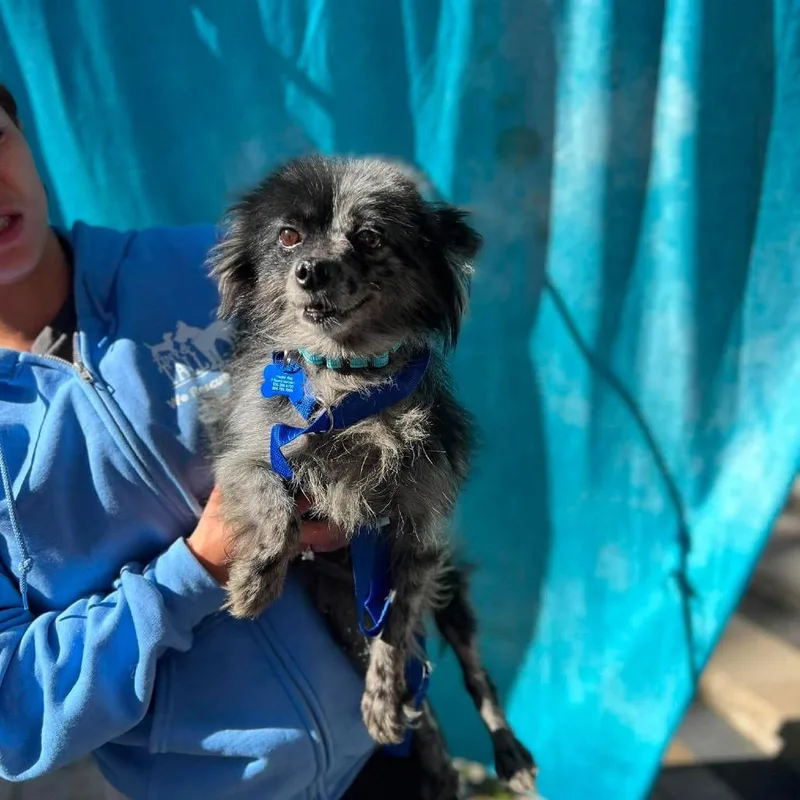 A senior small-sized female Pomeranian dog named Surfside for adoption in St. Charles, IL