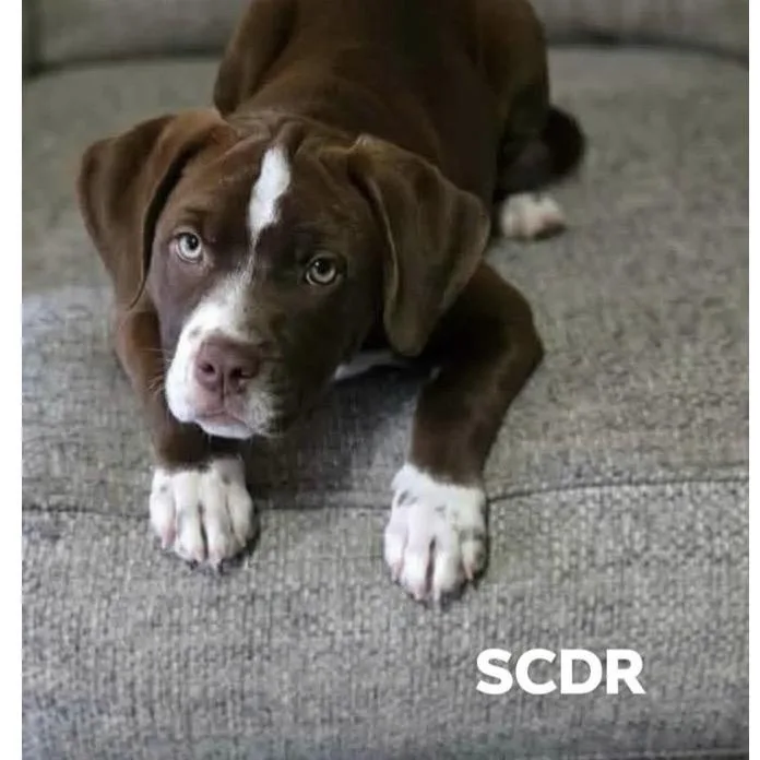 A baby small-sized female Chocolate Labrador Retriever dog named Madeline for adoption in Parker, CO
