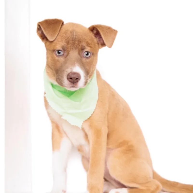 A young small-sized female Yellow / Tan / Blond / Fawn Mixed Breed dog named Buttercup for adoption in Springboro, OH